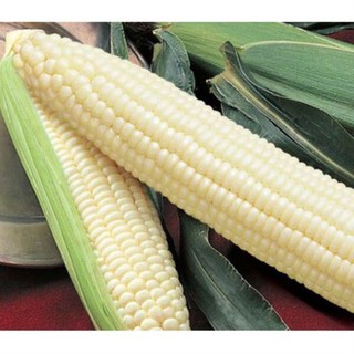 Hạt giống ngô nếp 30 hạt