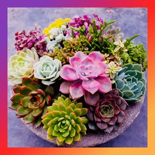 5 bầu sen nhỏ 5-8cm mix đủ loại 🌵freeship🔥đã thuần khí nóng🌟 hư 1 đổi 1