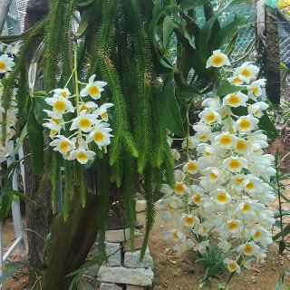 Hoa Phong lan thủy tiên( kiều) vuông