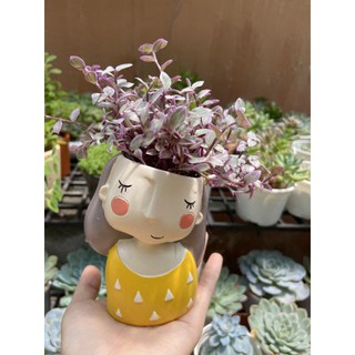 Chậu cây kute chậu đã gồm cây 100k