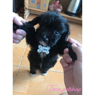 Vòng cổ Thú cưng 2 lớp - Rằn ri