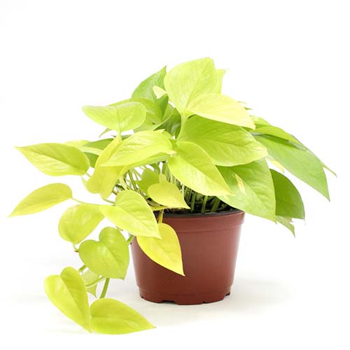 Chậu cây trầu bà thái | Neon Pothos chậu treo nhựa dễ chăm sóc