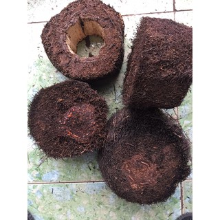 Combo 4 trụ dớn cao 10 cm đường kính trụ từ 13cm~18cm