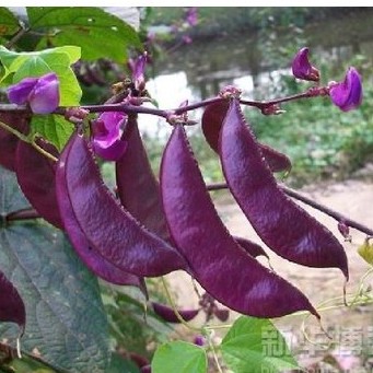 Hạt Giống Đậu Ván Tím - 1 gói 5gr(10-15) -HGT