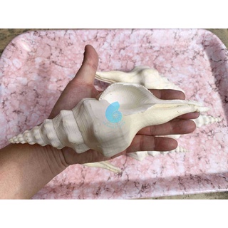 Vỏ ốc con quay trắng - vỏ ốc tháp trắng, trang trí nhà cửa, bàn làm việc, bể cá cảnh, quà lưu niệm