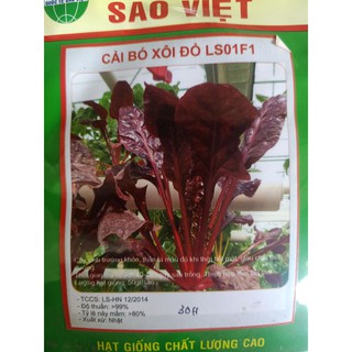 Hạt giống cải bó xôi đỏ