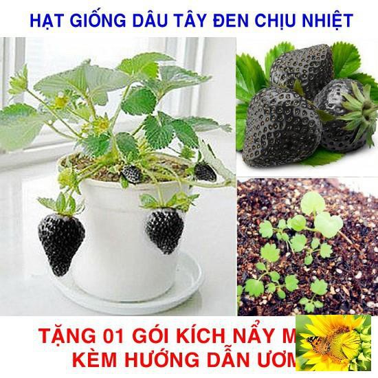 100 Hạt giống Dâu tây Đen Chịu Nhiệt (tặng gói kích nẩy mầm và hướng dẫn)