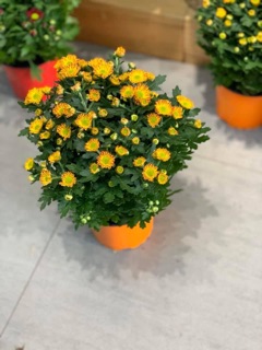 Cúc pico Đà Lạt