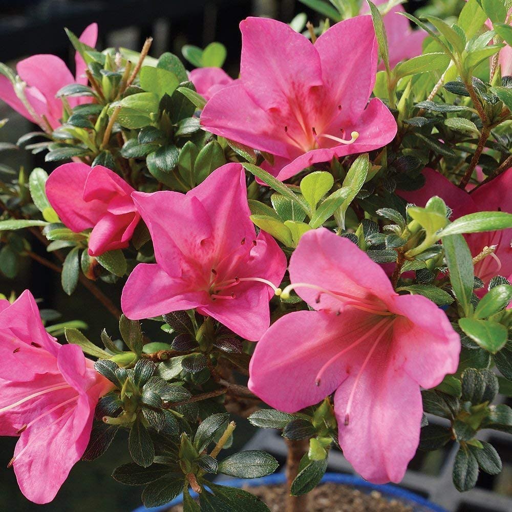 Hạt giống hoa đỗ quyên 5 Brussel's Bonsai Live Azalea Cây cảnh ngoài trời Bó PI