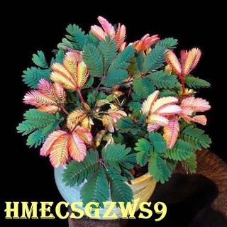 Hạt giống xấu hổ Coleus Mimosa 50h