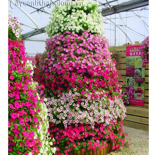 Hạt giống Hoa dạ yến thảo đơn Mix – 100Hạt