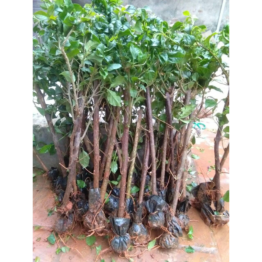 CÂY HOA GIẤY NGŨ SẮC ĐẸP