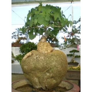 [Siêu.sale.+ tặng phân bón] Củ Bình Vôi Bonsai siêu to 🤩