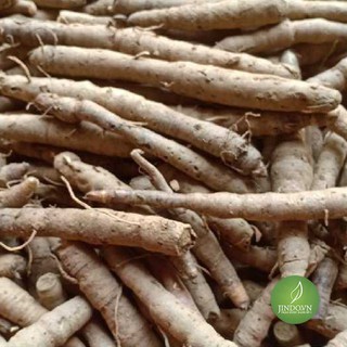 1KG Sâm cau đen (Tiên mao) - Bổ thận tráng dương, điều trị bệnh liệt dương, yếu sinh lý NDX377 samcauden