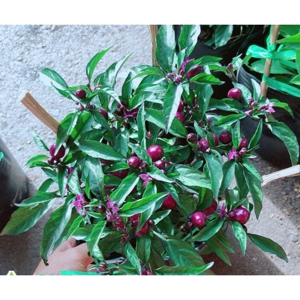 Hạt Giống Ớt Tím Qủa Tròn  -  - Dễ Trồng, Cay Thơm
