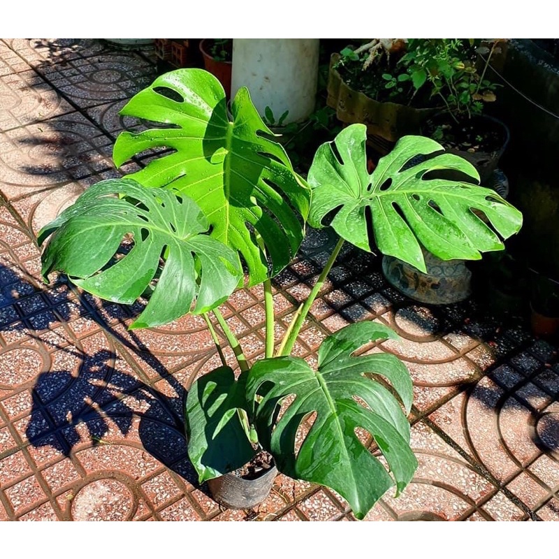 Trầu bà xẻ Monstera