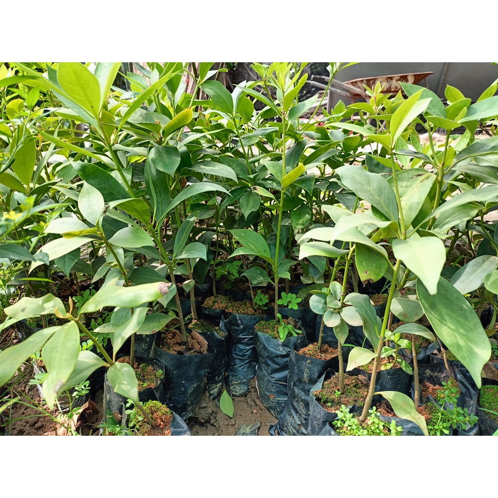 Cây hồi giống