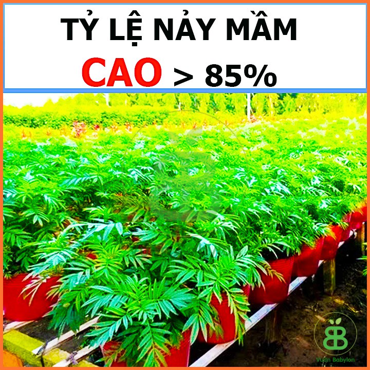 Hạt Giống Cúc Vạn Thọ Pháp Vàng Chanh 0,1G