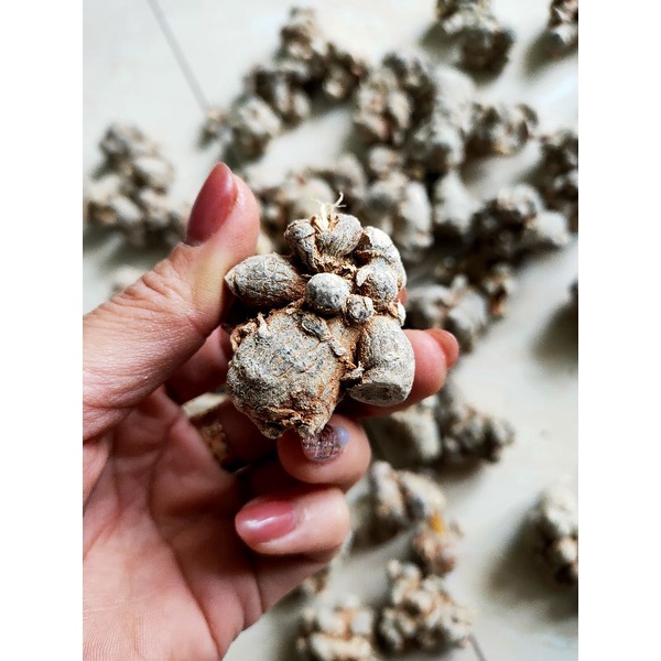 Tam thất bắc 500g