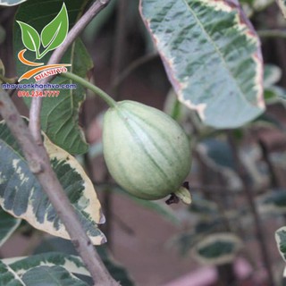 Ổi cẩm thạch siêu đẹp sắp trái