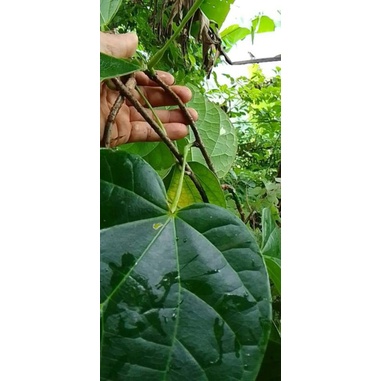 1 kg Dây Đau Xương.thái lát khô sạch
