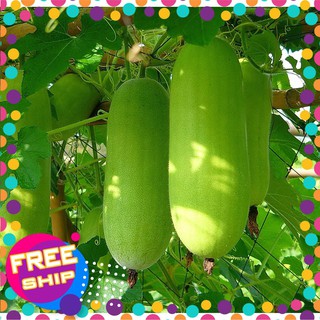 10 hạt giống bí đao trợ giá khuến mại tết