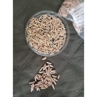 Củ Sứ Thái Sứ , kIM TỰ  Tháp ,Sứ somalen , acoda
