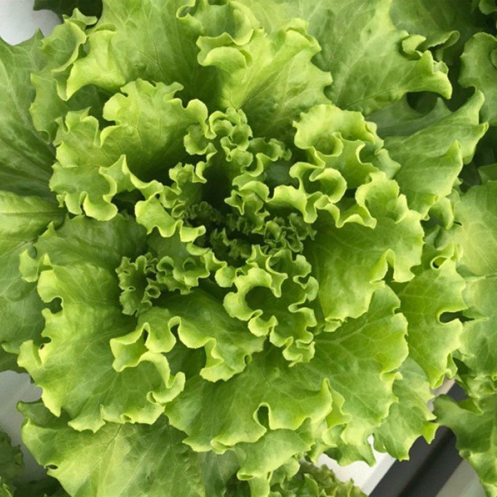 Hạt giống xà lách xoăn xanh - 2gr Seed Land nhập khẩu