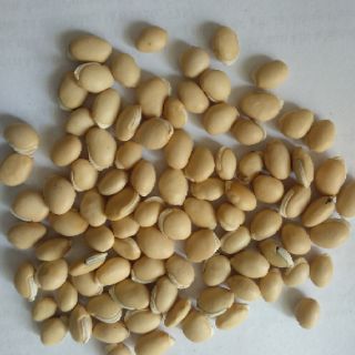 10 Hạt giống đậu ván xanh