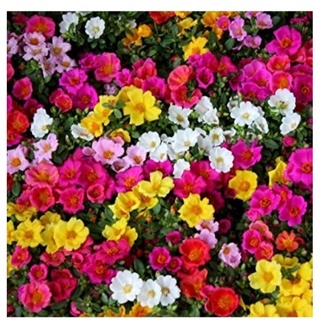Hoa 10 giờ mỹ 400_500h