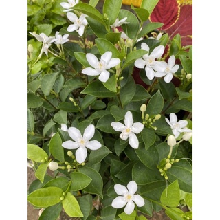 CÂY MAI CHỈ THIÊN ( chậu cao 40-50cm)