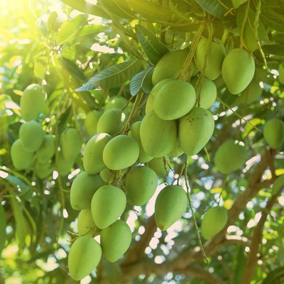 Cây giống Xoài Cát Hòa Lộc_ 👍👍_Cây to, khỏe, gốc lớn cao 1m