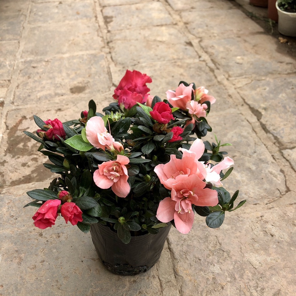 Cây hoa đỗ quyên - THẾ GIỚI HOA CÂY CẢNH - .