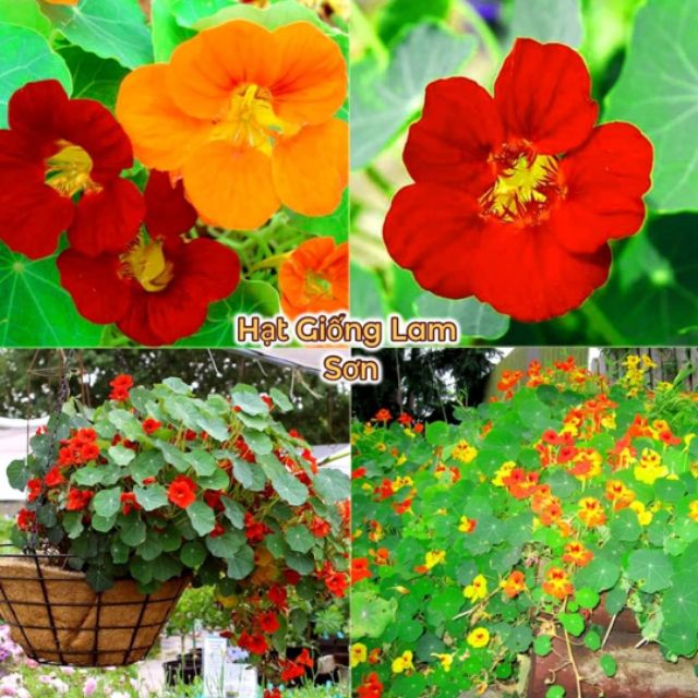 HẠT GIỐNG HOA SEN CẠN ĐỨNG, RŨ ( Đủ Màu ) - Hoa Đa Sắc Màu, Làm Cảnh Đẹp Tuyệt Vời.