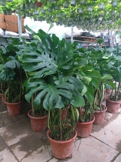 Trầu bà Lá Xẻ Nam Mỹ