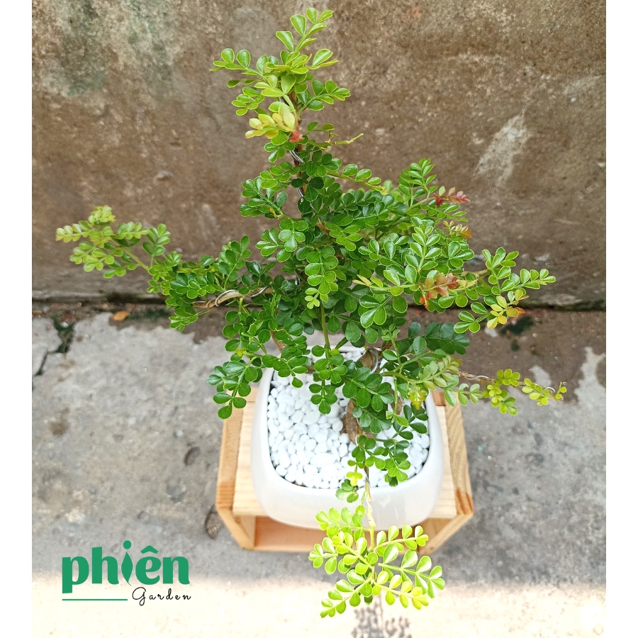 Cây Cần Thăng để bàn kèm chậu gốm tráng men, cây Bonsai đẹp