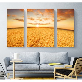 Bộ 3 tranh treo tường cánh đồng lúa vàng chất liệu bóng kiếng hoặc vải canvas ooopic_17028508