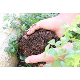 Đất trồng cây tổng hợp: đất sạch, xơ dừa