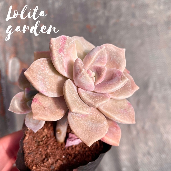 Sen đá hồng mập Đà Lạt size bé cây cảnh trang trí nhà cửa Lolita garden