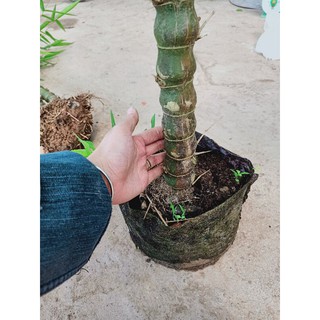 CÂY TRÚC PHẬT BÀ cao trên 1m