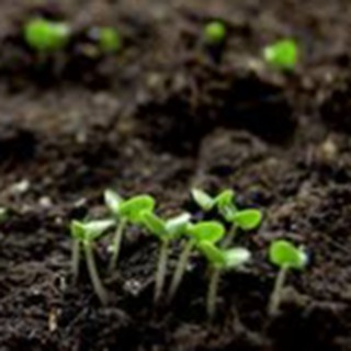 ĐẤT TRỒNG CÂY ĐA NĂNG 6.5DM