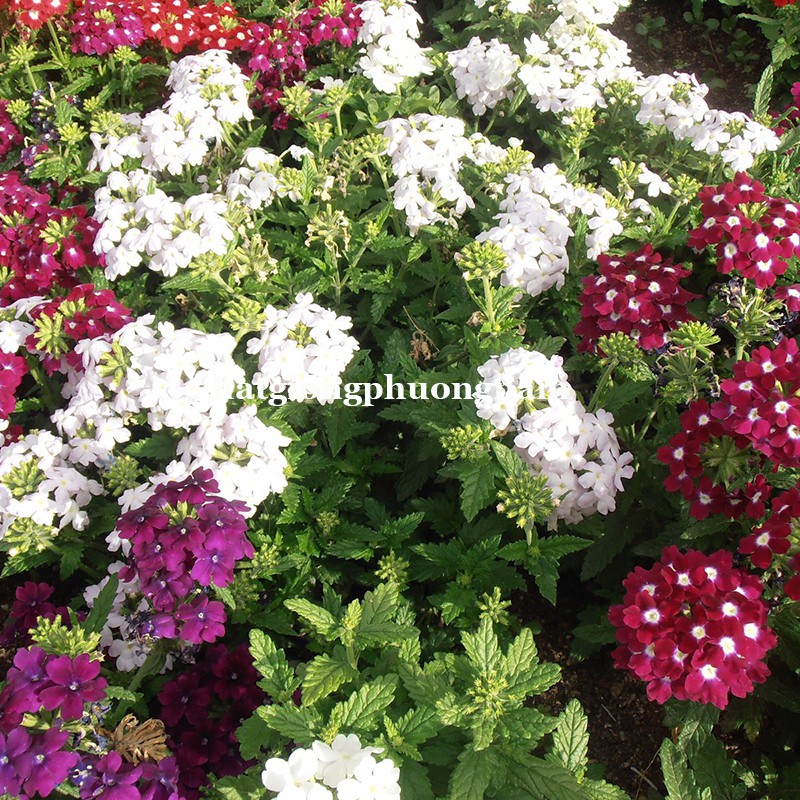 50 H - HẠT GIỐNG HOA VÂN ANH MIX