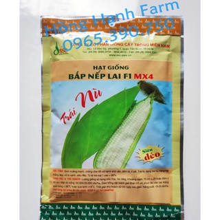 Hạt Giống Bắp Nếp lai f1 MX4 ( 100g )