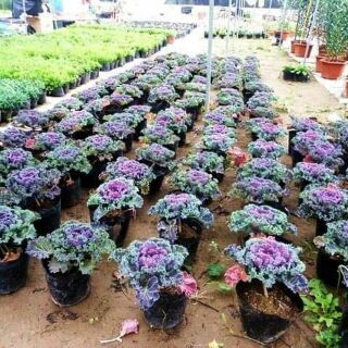 HẠT GIỐNG BẮP CẢI HOA HỒNG SA MẠC