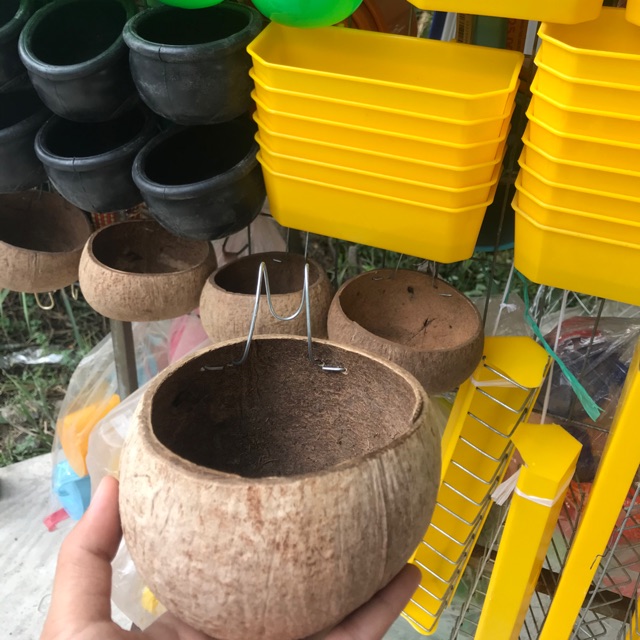 COMBO 10 Gáo dừa cho gà đá