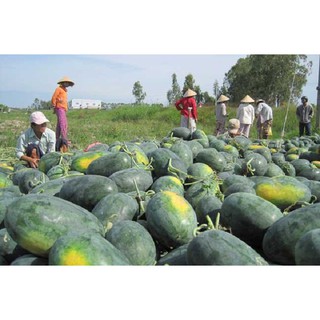 Dưa Hấu Lai F1 TN 522 ( 20gr ).