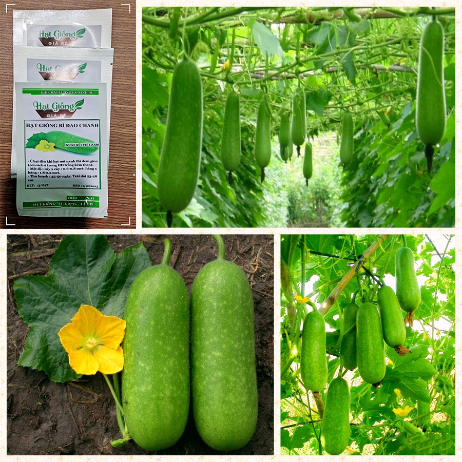 15 HẠT - HẠT GIỐNG BÍ ĐAO CHANH