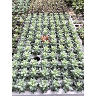 01 Cây Sen Đá size mini 3-5cm cây khoẻ đẹp
