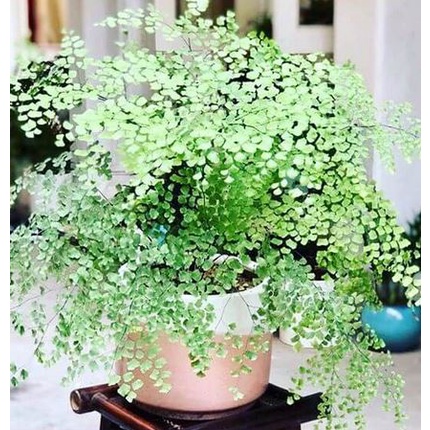 cây tóc thần vệ nữ giúp thanh lọc không khí-vườn của boss