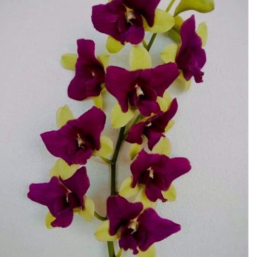 lan denro nắng,denro chớp,bà liễu chuẩn bị cho hoa